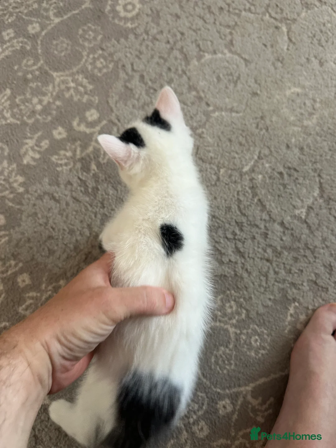 British Shorthair cats for sale: 3 cute kittens ready for a loving family - Advert 2