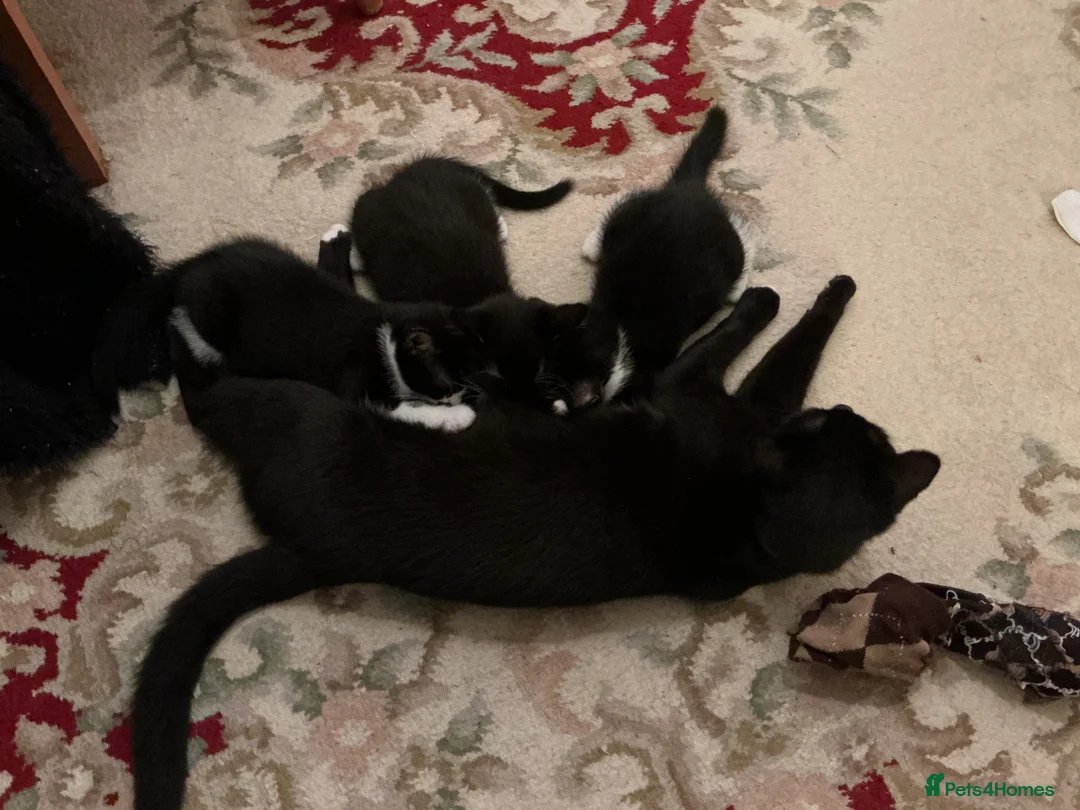 European cats for sale: 3 adorable black and white kittens for sale - Advert 1