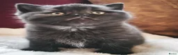British Shorthair cats for sale: Beautiful British Shorthair Kittens in Darlington - Advert 7