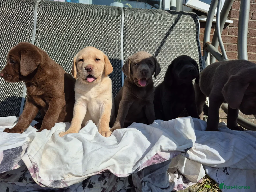 Labrador Retriever dogs for sale: Stunning KC Registered Labrador Retriever  - Advert 11