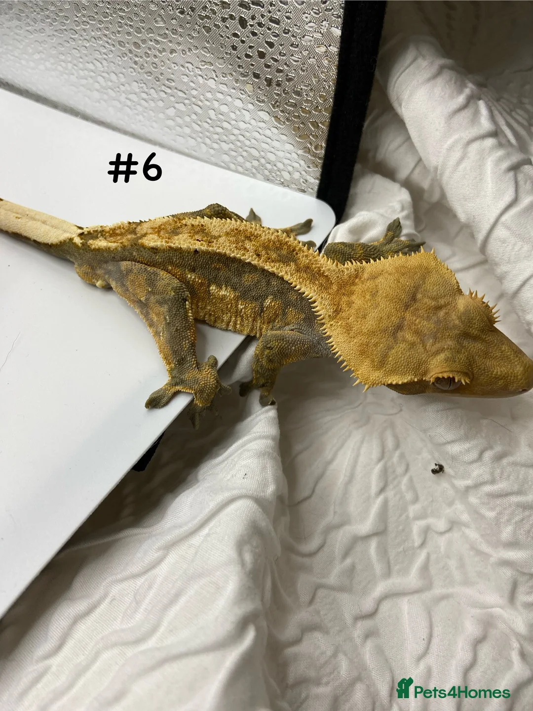 Gecko reptiles for sale: Adult and Juvenile Crested Geckos - Advert 22