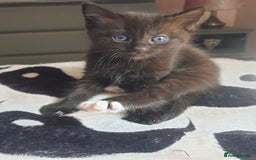 Domestic Shorthair cats for sale: Ghost tabby/ siamese - Image 4