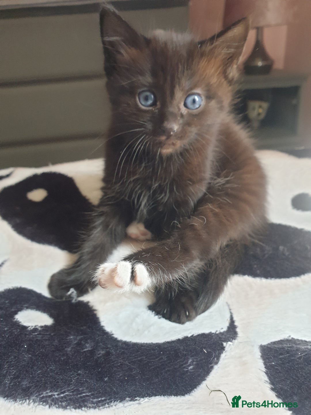 Domestic Shorthair cats for sale: Ghost tabby/ siamese - Image 4