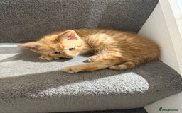 Domestic Shorthair cats for sale: Ginger Kittens (3) - Image 6