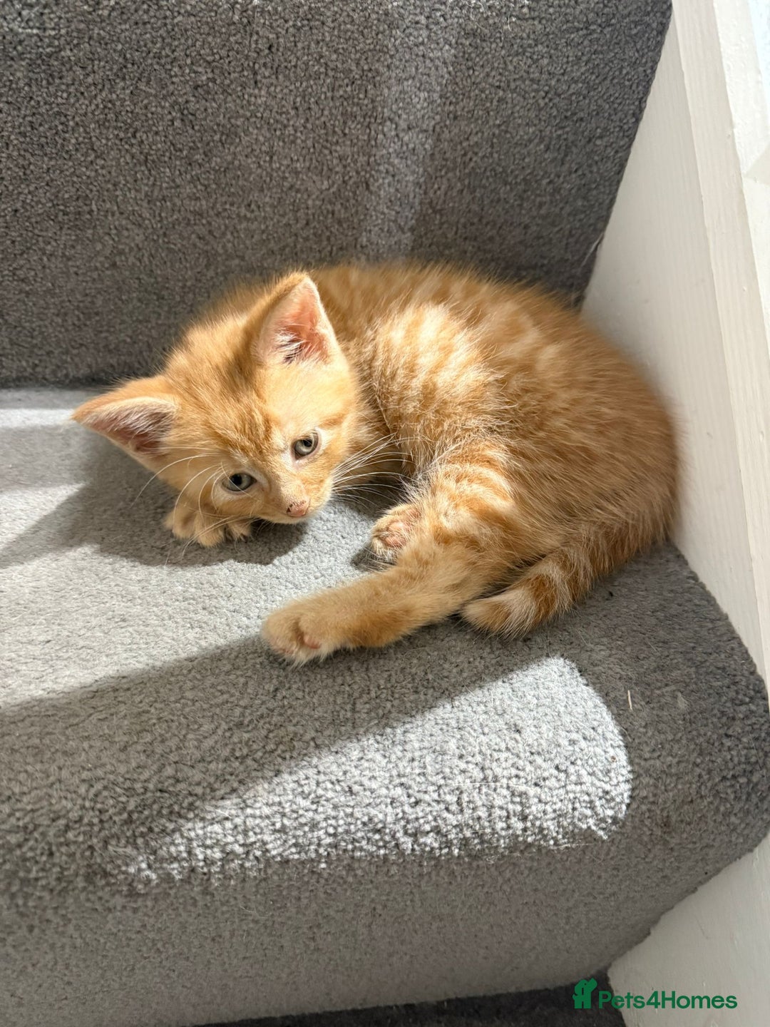 Domestic Shorthair cats for sale: Ginger Kittens (3) - Image 6