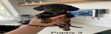Miniature Dachshund Puppy 3