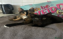 British Shorthair cats for sale: 2 Beautiful female Kittens - Image 5