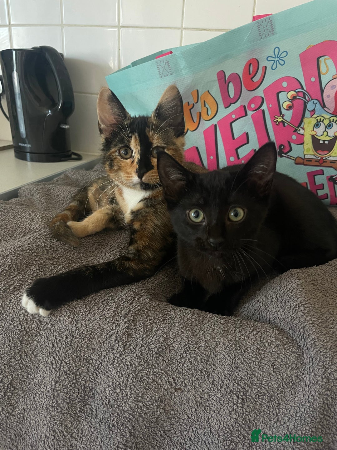 British Shorthair cats for sale: 2 Beautiful female Kittens - Image 5