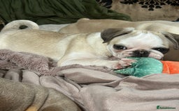 Pug dogs for sale: Rare Panda Pug Puppy - Betsy (5 Months Old) - Image 2
