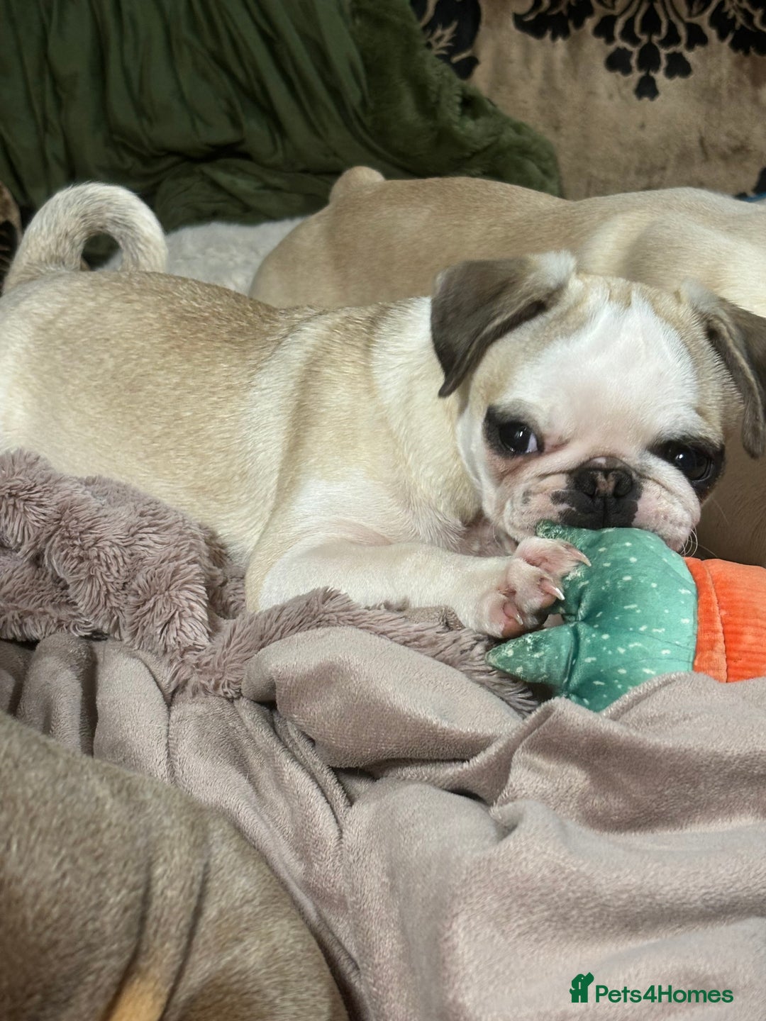 Pug dogs for sale: Rare Panda Pug Puppy - Betsy (5 Months Old) - Image 2