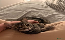 Mixed Breed cats for sale: Rehoming our 5 month old kitten, Melffy  - Image 2