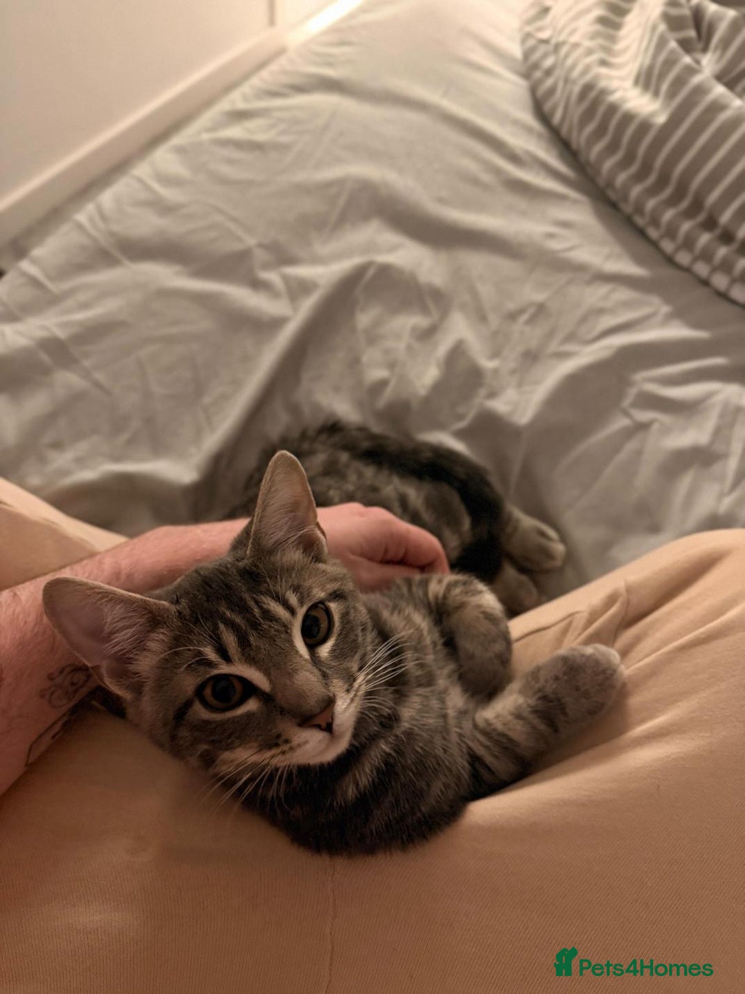 Mixed Breed cats for sale: Rehoming our 5 month old kitten, Melffy  - Image 2