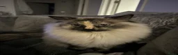 Ragdoll cats for sale: Two Ragdolls for sale  - Advert 9