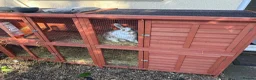 Mixed Breed rabbits for sale: Male rabbit & hutch in Wisbech - Advert 5