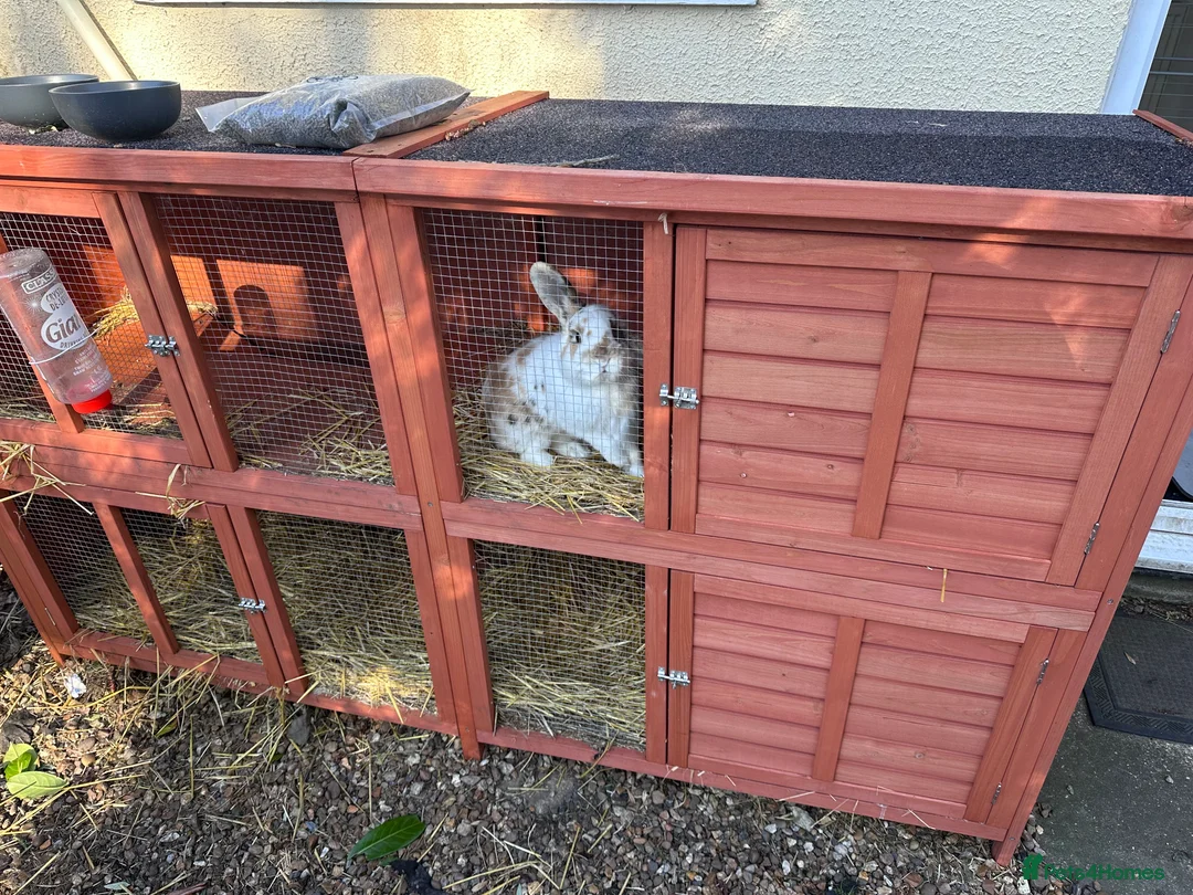 Mixed Breed rabbits for sale: Male rabbit & hutch in Wisbech - Advert 5