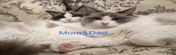 Ragdoll cats for sale: Fluffy Ragdoll Kittens🐾 in Peterborough - Advert 13