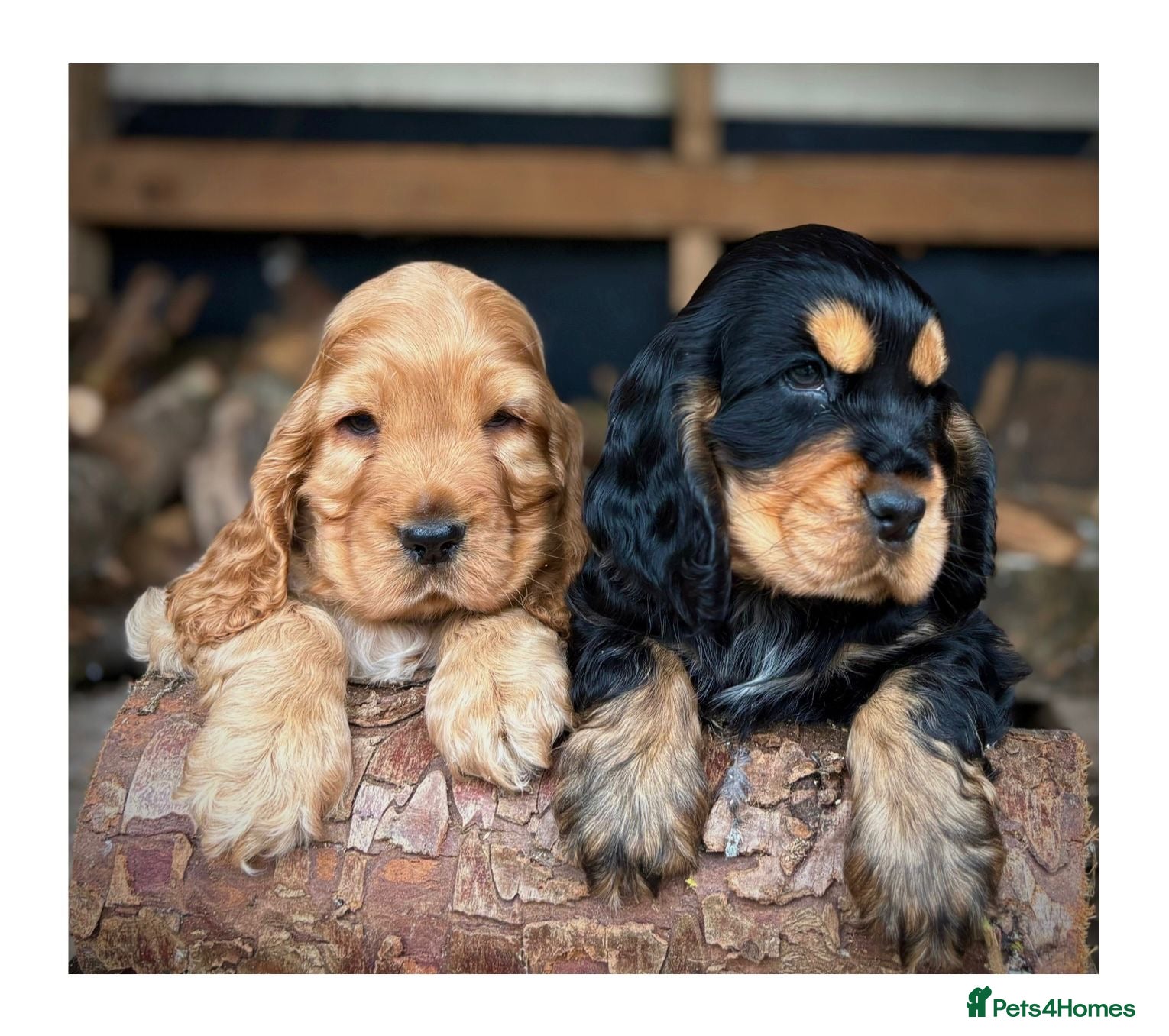 Cocker Spaniel dogs Stunning Show Cocker Spaniel puppies - Advert 2