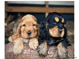 Cocker Spaniel dogs Stunning Show Cocker Spaniel puppies - Advert 2