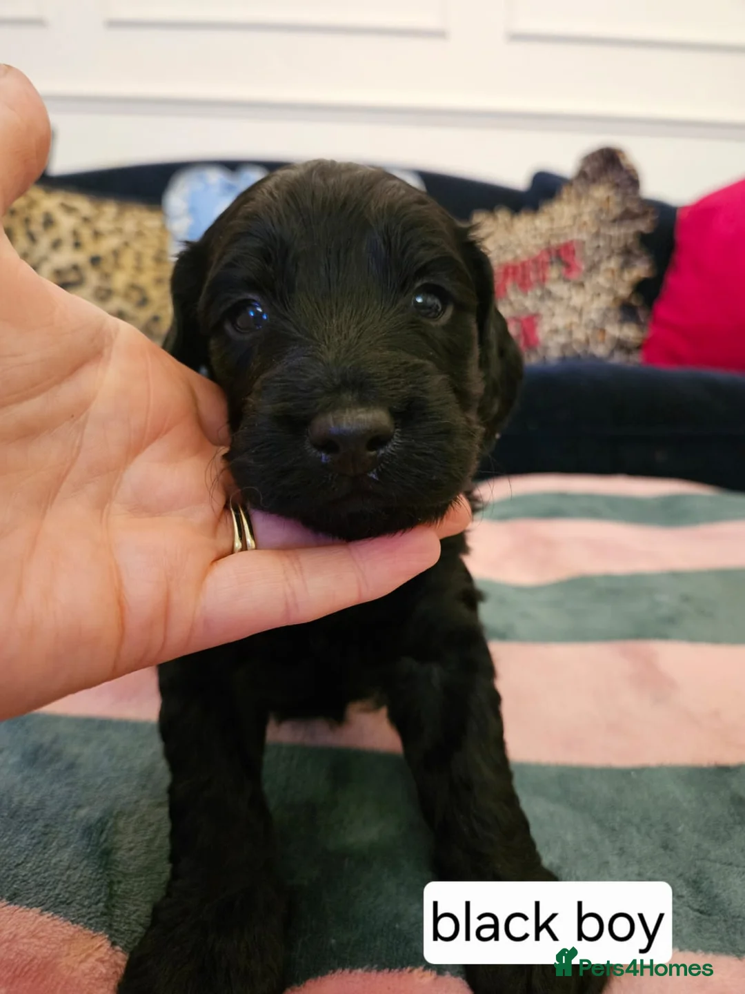 Sproodle dogs for sale: Sproodle puppies  - Advert 12