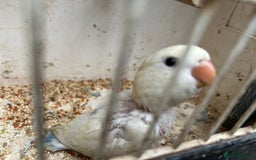 Lovebirds birds for sale: Lovebird for sale, all in good health  - Advert 11