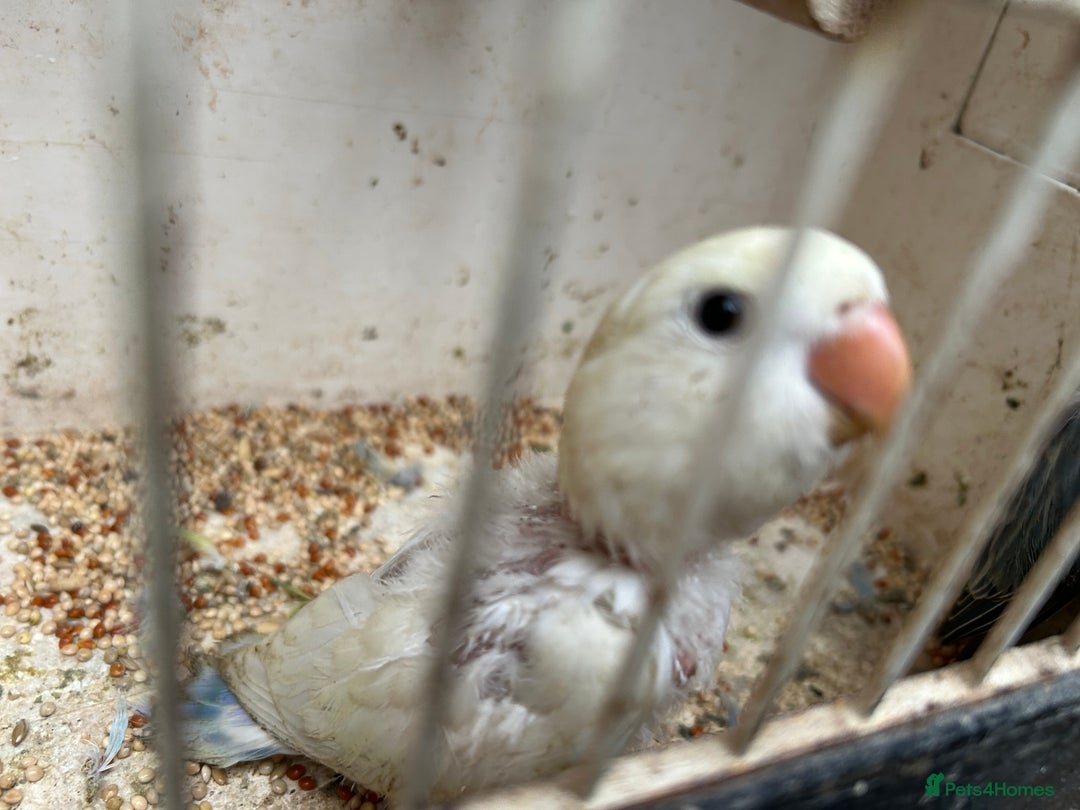 Lovebirds birds for sale: Lovebird for sale, all in good health  - Advert 11