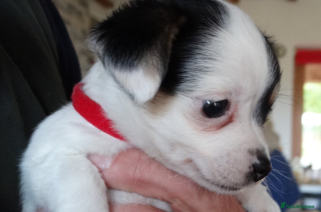 Jack Russell dogs for sale: Beautiful Jack Russell/chihuahua mix puppies - Advert 10