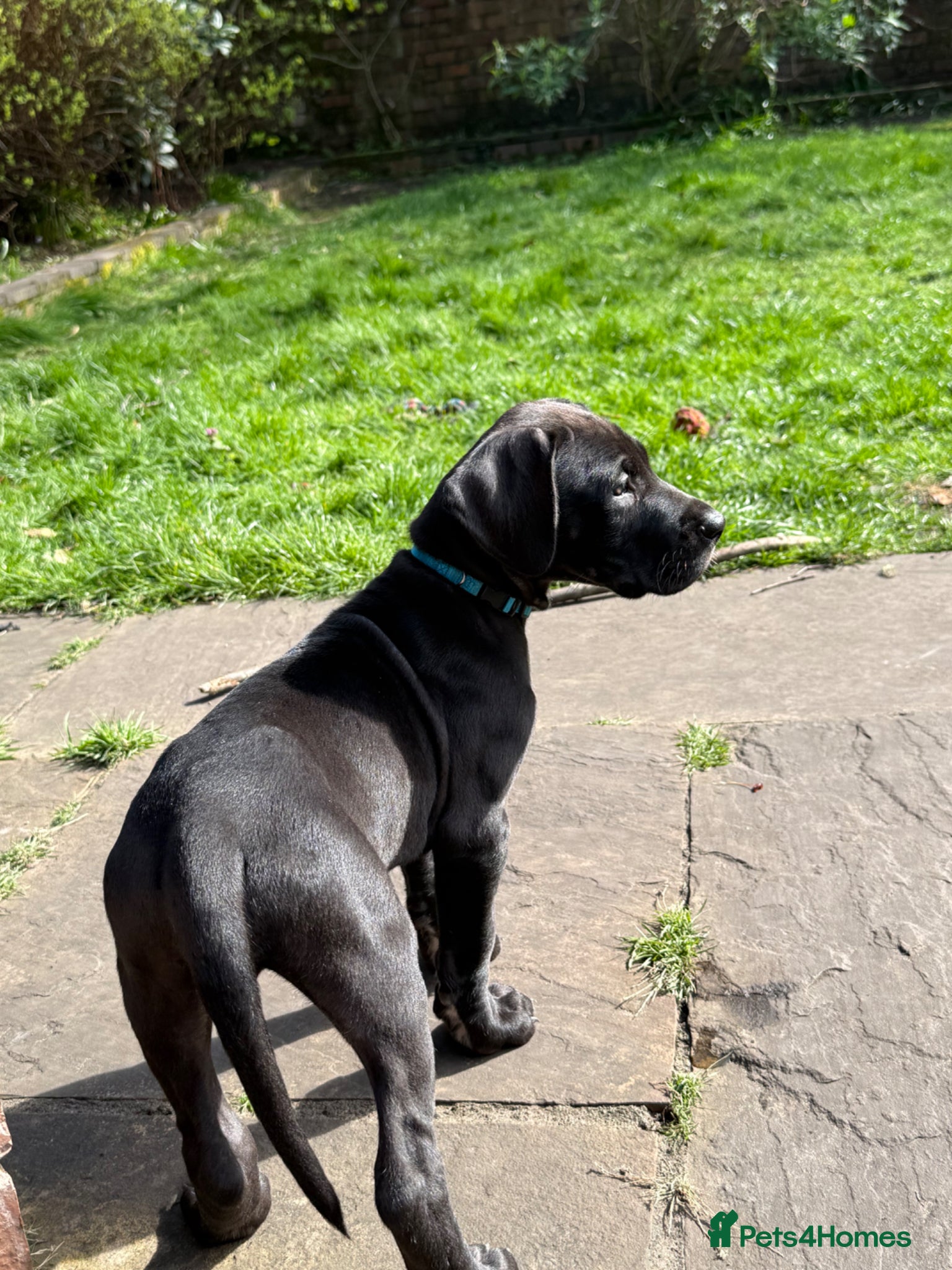 Great Dane dogs Health Tested 1 male left Great Dane pups - Advert 2