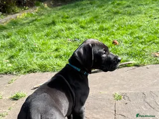 Great Dane dogs Health Tested 1 male left Great Dane pups - Advert 2