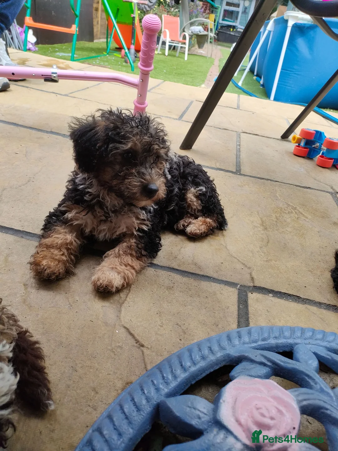 Jackapoo dogs for sale: F1b jackapoo puppies - Advert 1