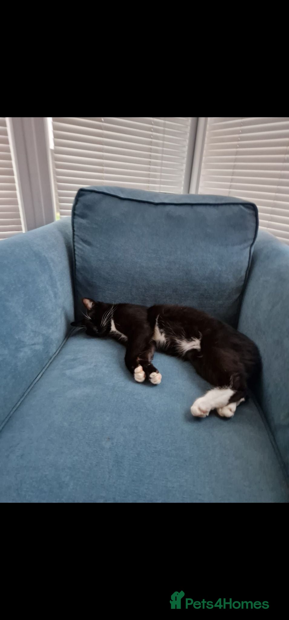 Mixed Breed cats Male and female cat for adoption - Advert 2