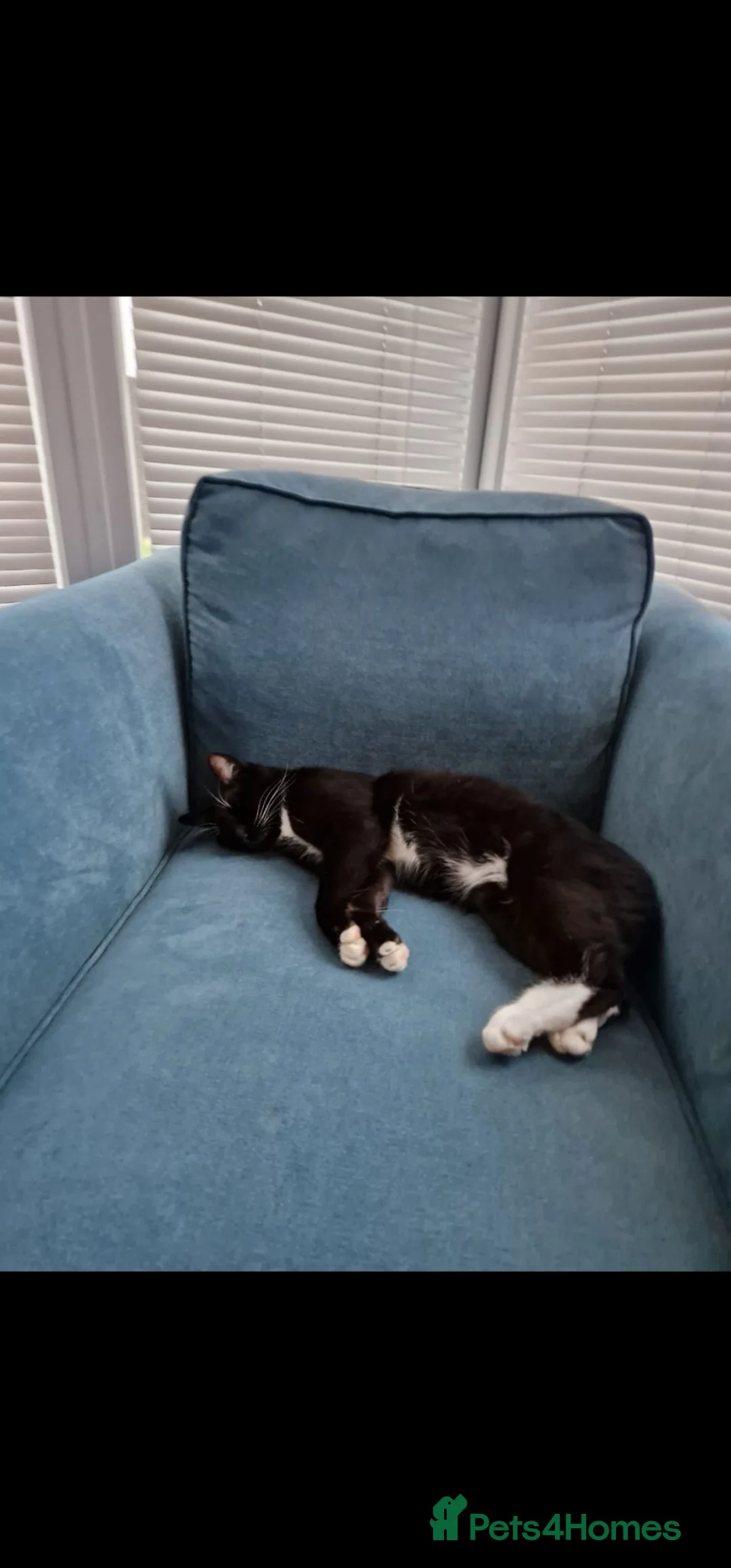 Mixed Breed cats for sale: Male and female cat for adoption - Advert 1
