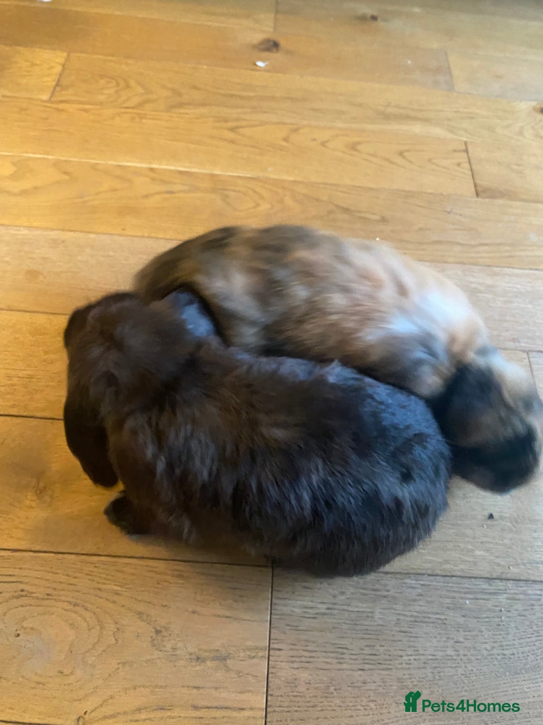 Mini Lop rabbits for sale: 2 male Mini Lop Bunnies - Advert 1