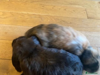 Mini Lop rabbits 2 male Mini Lop Bunnies - Advert 1