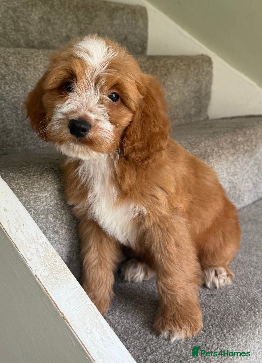 Cockapoo dogs for sale: F2 cockapoo puppies 🐶 ❤️ - Image 17