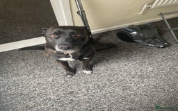 Mixed Breed dogs for sale: Staffy x German Shepherd Mix Dog  - Image 2