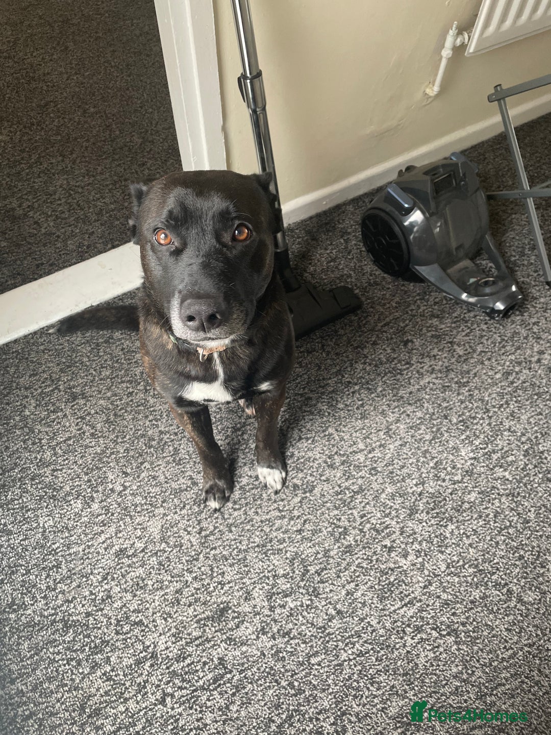 Mixed Breed dogs for sale: Staffy x German Shepherd Mix Dog  - Image 2