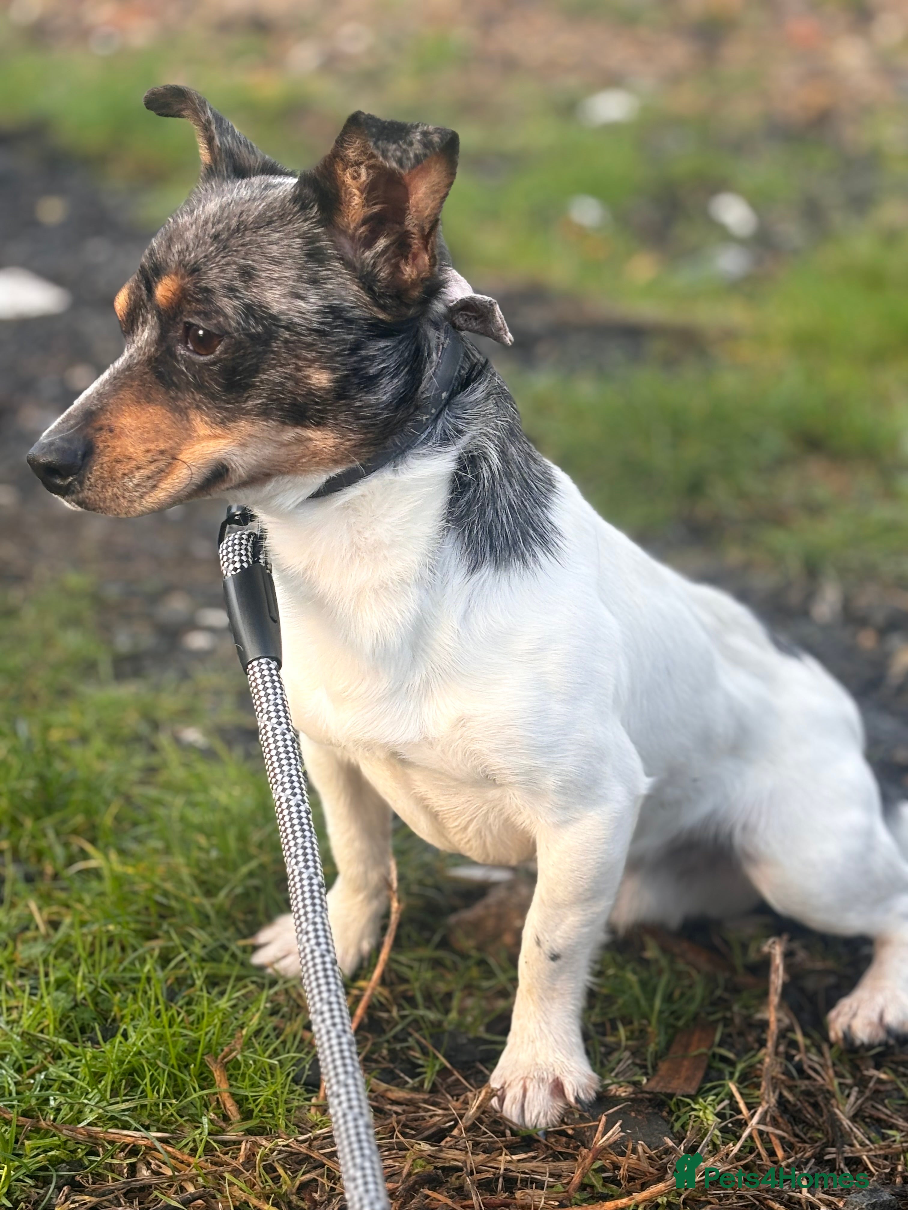 Jack Russell dogs Rehoming my Jack russel boy  - Advert 8