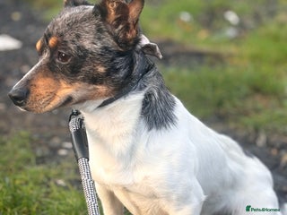 Jack Russell dogs Rehoming my Jack russel boy - Advert 1