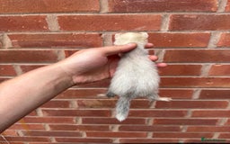 Ferret rodents for sale: Working ferrets and kits for sale  - Image 7