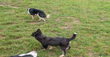 Border Collie dogs - Advert 6