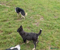 Border Collie dogs - Advert 10