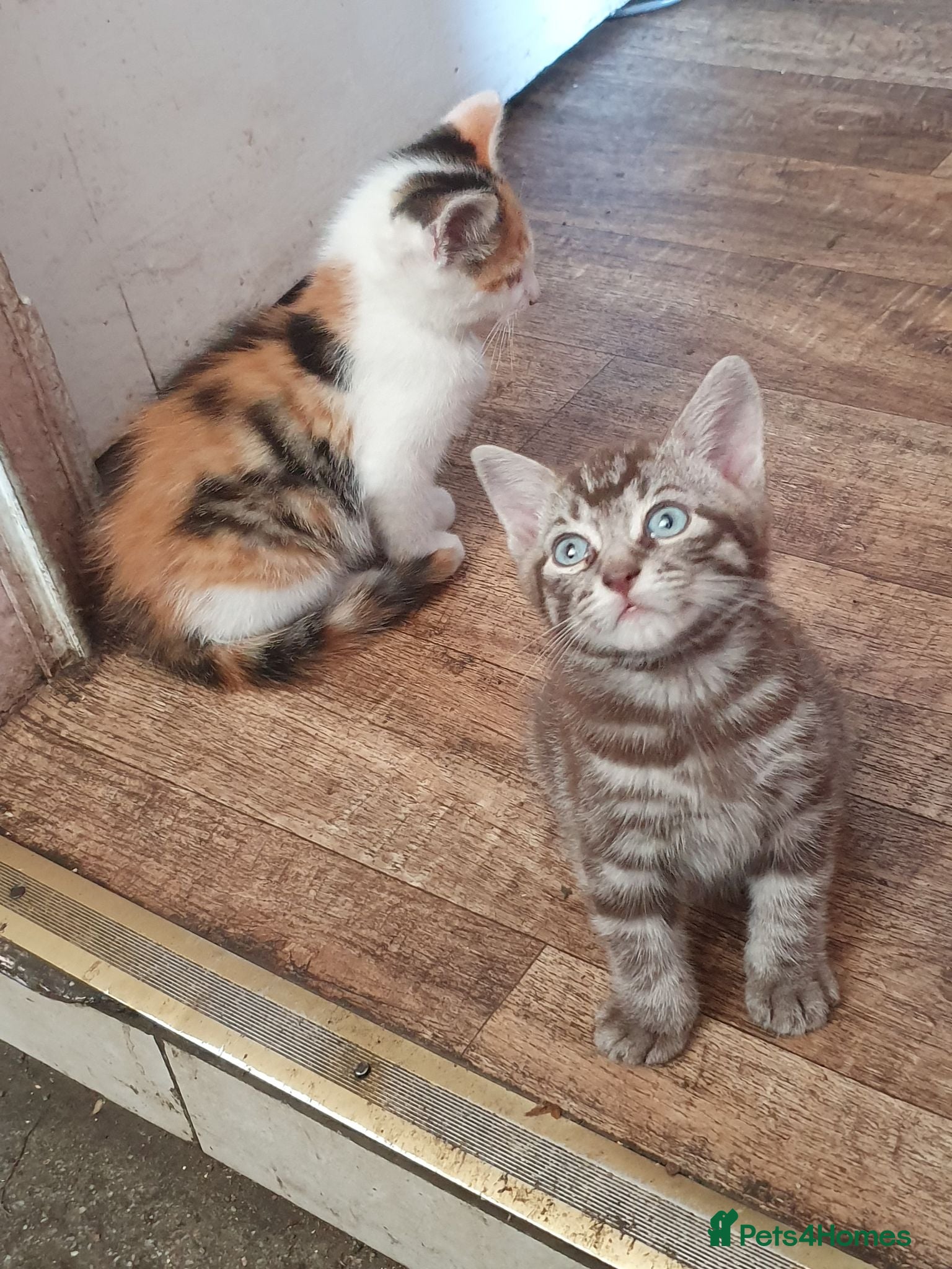 Mixed Breed cats Fun Fun Fun - Advert 3