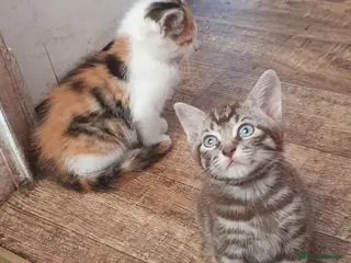 Mixed Breed cats Fun Fun Fun - Advert 3