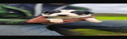 Border Collie dogs for sale: Tri coloured border collie pups  - Advert 4
