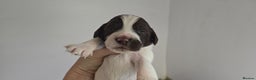 English Springer Spaniel dogs for sale: KC clear DNA vax vetted Springer Pups - Advert 21
