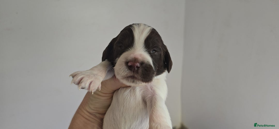 English Springer Spaniel dogs for sale: KC clear DNA vax vetted Springer Pups - Image 13