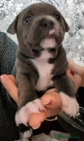 Staffordshire Bull Terrier dogs Beautiful Blue KC Registered boy - Advert 2