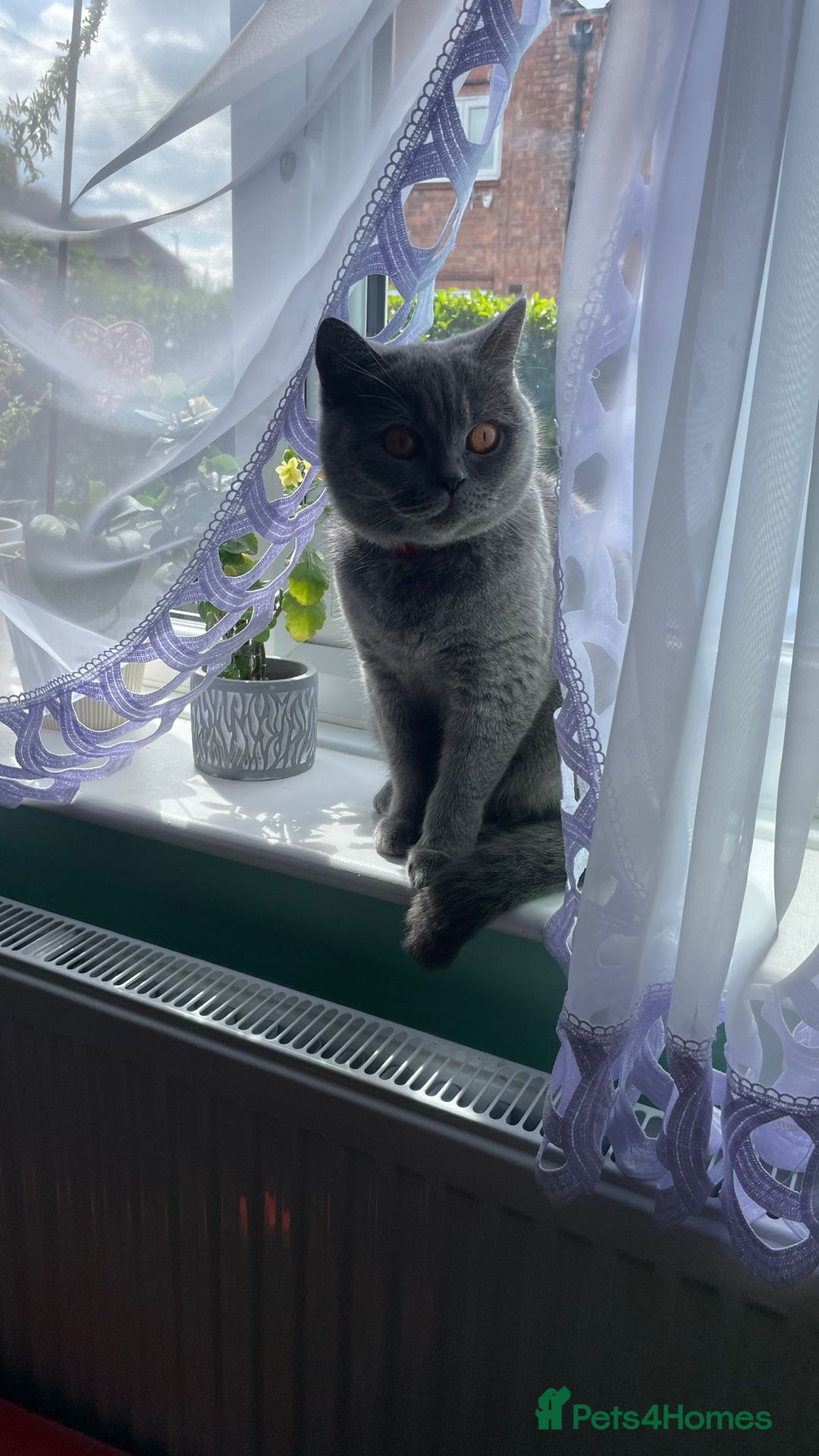 Scottish Fold cats for sale: Beautiful Blue Scottish Fold Boy - Advert 8