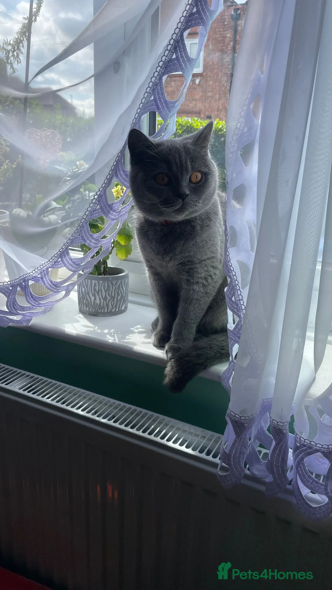 Scottish Fold cats for sale: Beautiful Blue Scottish Fold Boy - Advert 8