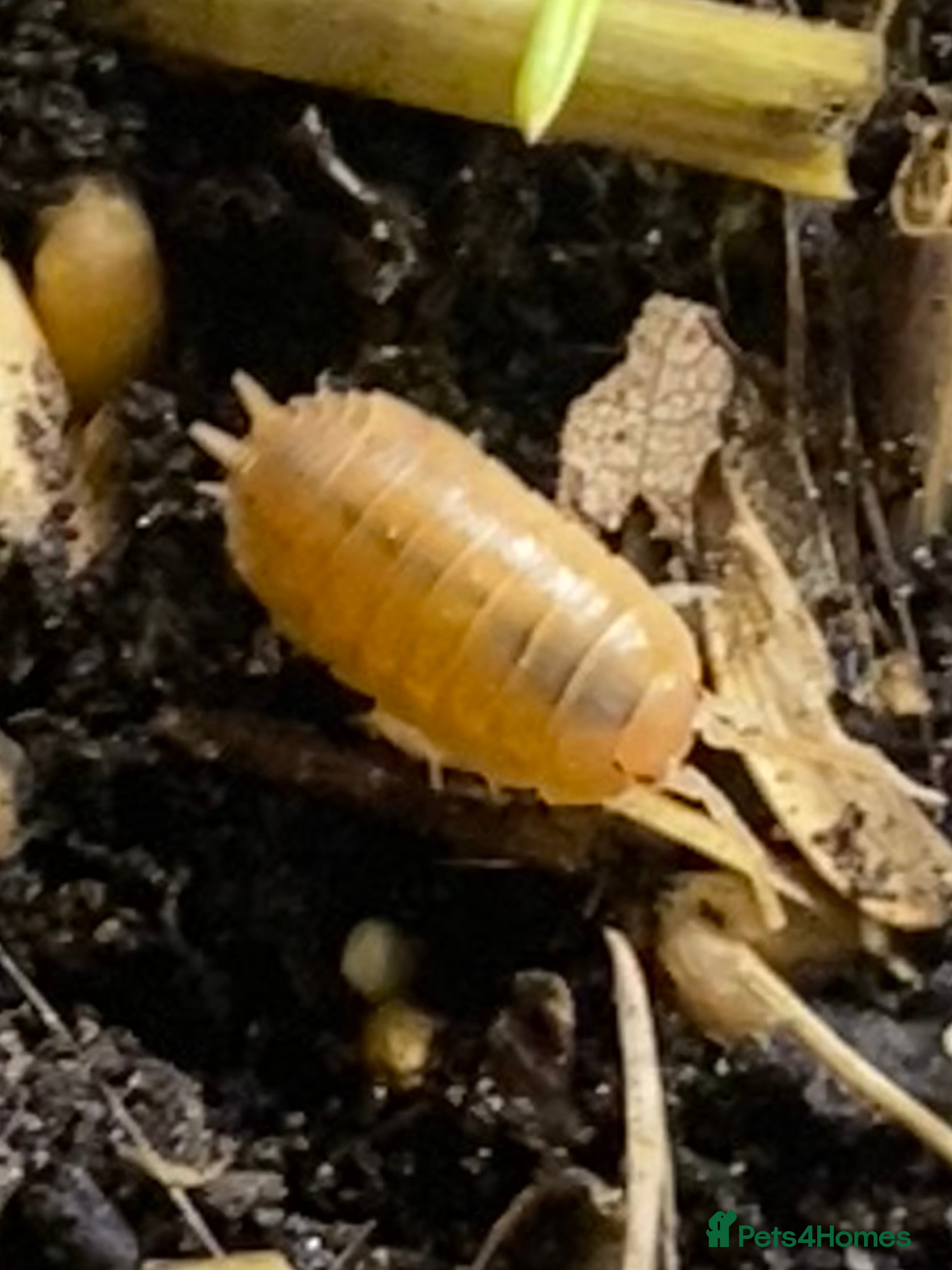 Isopods invertebrates Orange isopods, Porcelio Laevis,  Clean Up Crew - Advert 2